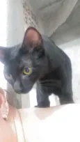 Pumyra