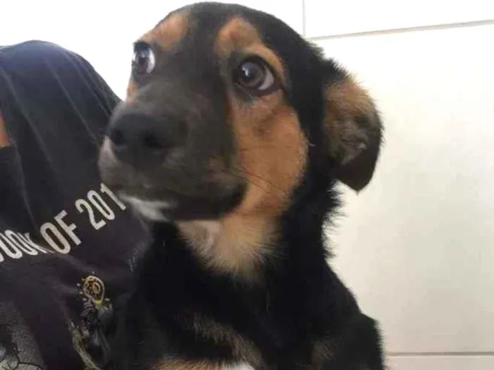 Cachorro raça  idade 2 a 6 meses nome Sem nome