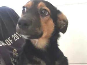 Cachorro raça  idade 2 a 6 meses nome Sem nome