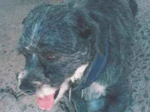 Cachorro raça Shitzu  idade 4 anos nome Luna