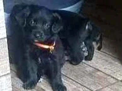 Cachorro ra a SRD idade Abaixo de 2 meses nome Filhotes