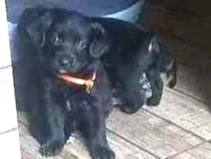 Cachorro raça SRD idade Abaixo de 2 meses nome Filhotes