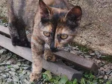 Gato ra a Filha de Angorá idade 2 a 6 meses nome Mica