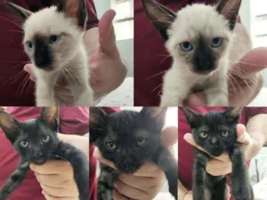 Gato raça SRD idade 2 a 6 meses nome Sem nome