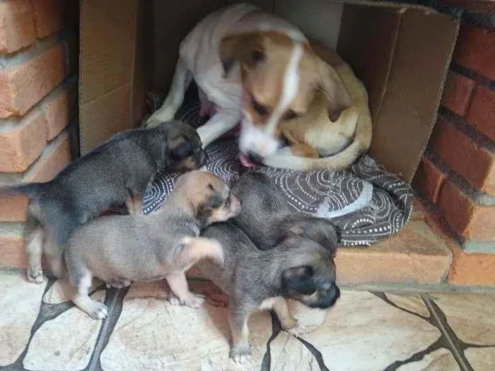 Cachorro ra a  idade 6 ou mais anos nome Cachorra