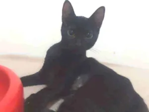 Gato raça Srd idade 2 a 6 meses nome Lua