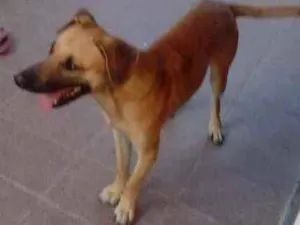 Cachorro raça Mestiço idade 1 ano nome Tody