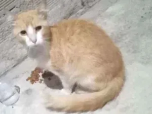 Gato raça Não sei  idade 2 anos nome Não sei 