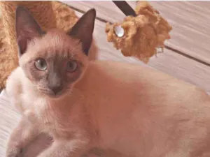 Gato raça Srd idade 2 a 6 meses nome Sem nome