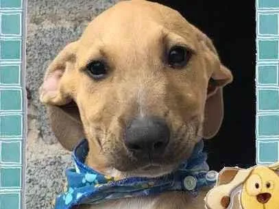 Cachorro raça SRD-ViraLata idade 2 a 6 meses nome Dom