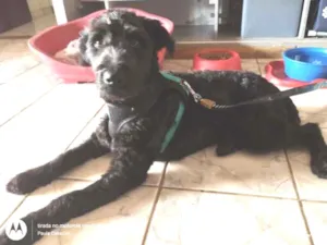 Cachorro raça Poodle idade 1 ano nome Fred - Poodle