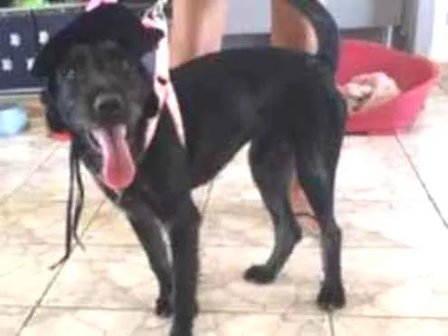 Cachorro raça SRD-ViraLata idade 7 a 11 meses nome Lola - Filhote