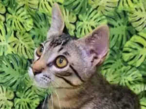 Gato raça S.R.D. idade 2 a 6 meses nome Tigrão