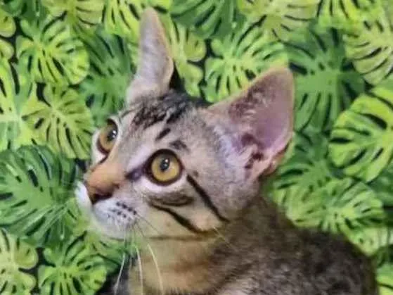 Gato ra a S.R.D. idade 2 a 6 meses nome Tigrão