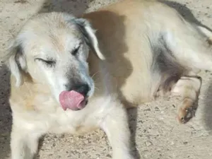 Cachorro raça SRD-ViraLata idade 6 ou mais anos nome Leão - Pata Curta