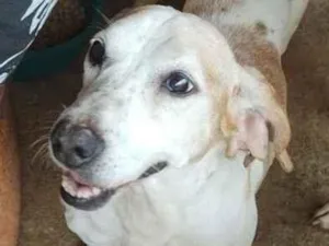Cachorro raça SRD-ViraLata idade 5 anos nome Bob - Salsicha