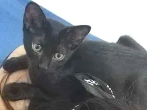 Gato raça SRD-ViraLata idade 2 a 6 meses nome Pumyra