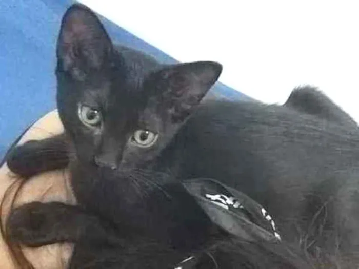 Gato ra a SRD-ViraLata idade 2 a 6 meses nome Pumyra