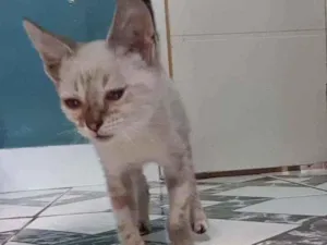 Gato raça SRD-ViraLata idade Abaixo de 2 meses nome Luna