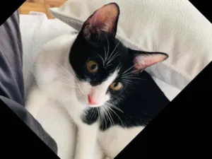 Gato raça SRD idade 2 a 6 meses nome Gui Lelé 