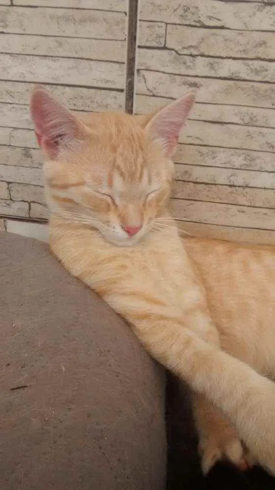 Gato ra a Vira lata idade 2 a 6 meses nome Bob