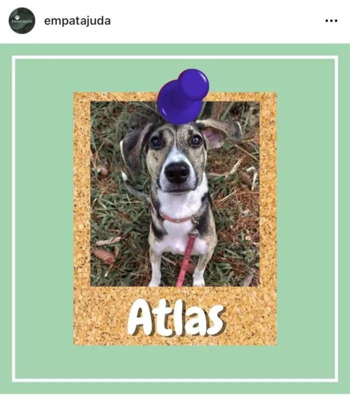 Cachorro ra a SRD-ViraLata idade 2 anos nome Atlas