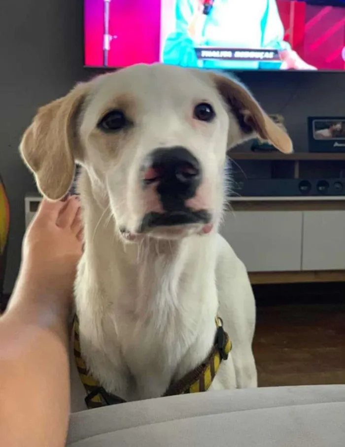 Cachorro ra a SRD-ViraLata idade 7 a 11 meses nome Gael