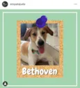 Bethoven