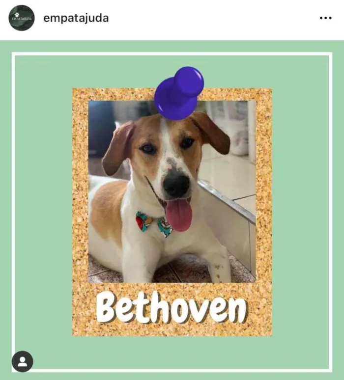 Cachorro ra a SRD-ViraLata idade 7 a 11 meses nome Bethoven