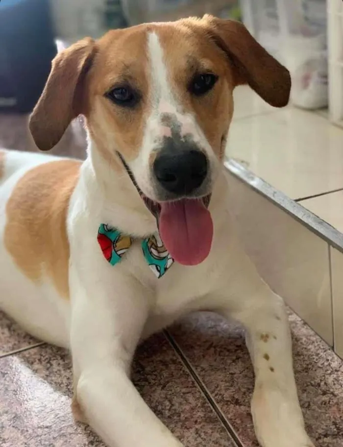 Cachorro ra a SRD-ViraLata idade 7 a 11 meses nome Bethoven