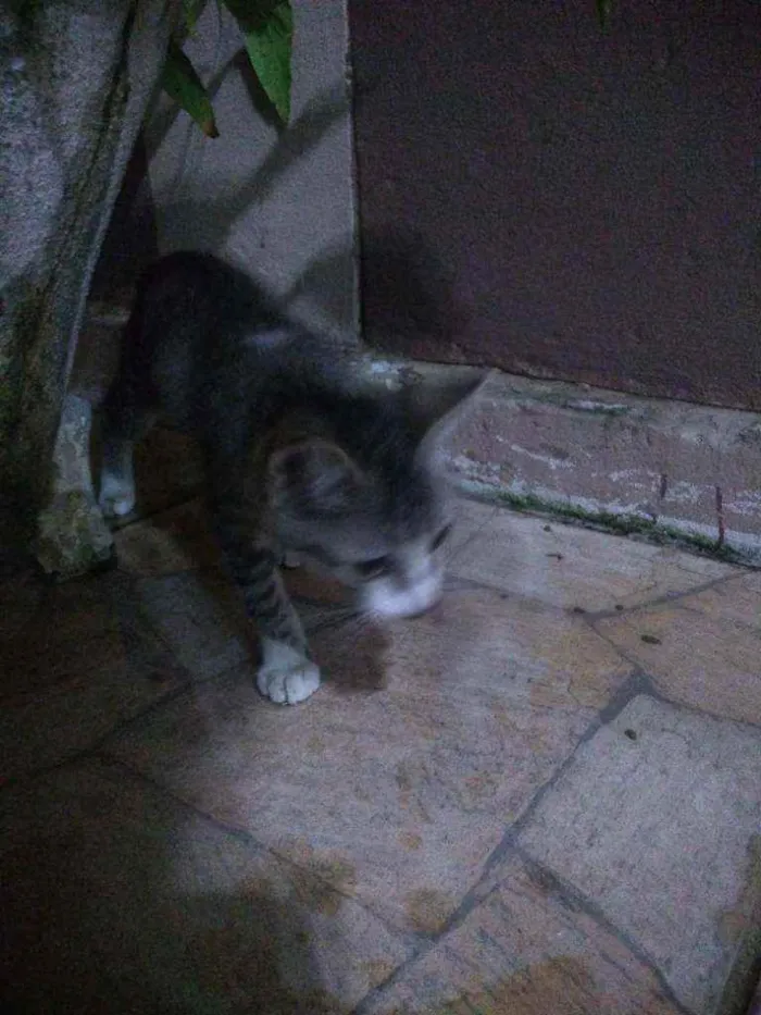 Gato raça  idade 2 a 6 meses nome Baianinha