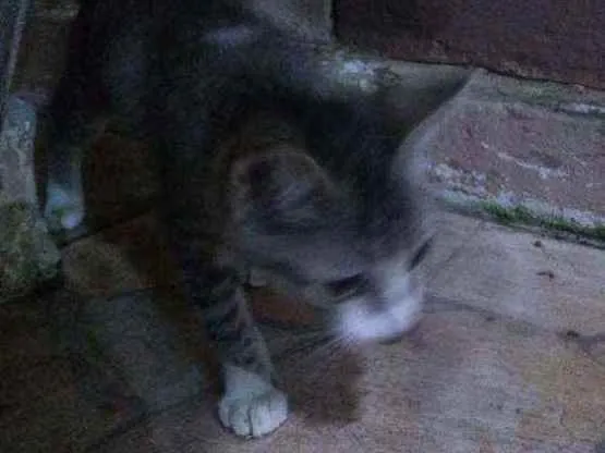 Gato raça  idade 2 a 6 meses nome Baianinha