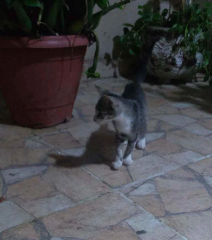 Gato raça  idade 2 a 6 meses nome Baianinha