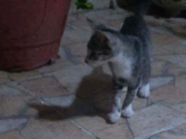 Gato raça  idade 2 a 6 meses nome Baianinha