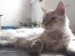 Gato raça Vira lata idade 2 anos nome Pichy