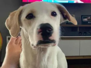 Cachorro raça SRD-ViraLata idade 7 a 11 meses nome Gael