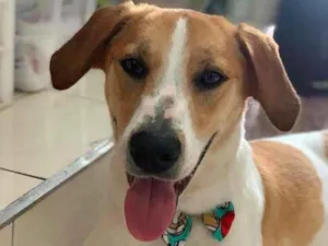 Cachorro raça SRD-ViraLata idade 7 a 11 meses nome Bethoven
