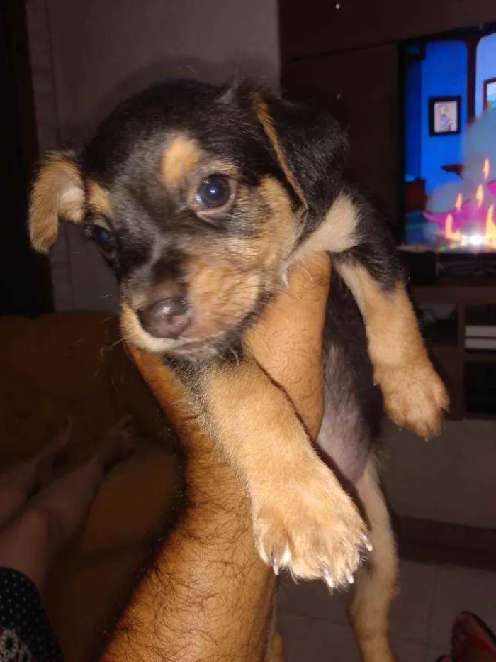 Cachorro ra a Sem raça definida idade 2 a 6 meses nome Ainda sem nome