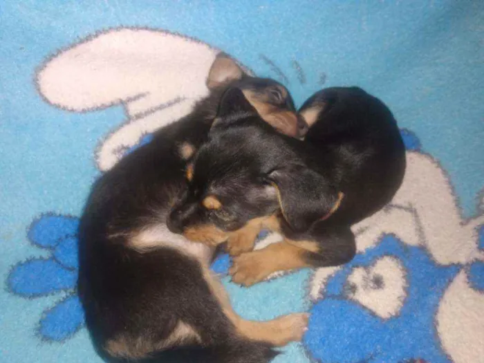 Cachorro ra a Sem raça definida idade 2 a 6 meses nome Ainda sem nome