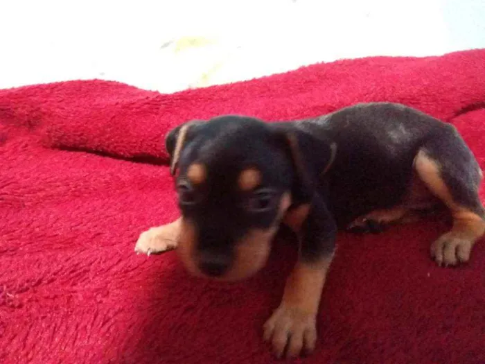 Cachorro ra a Sem raça definida idade 2 a 6 meses nome Ainda sem nome