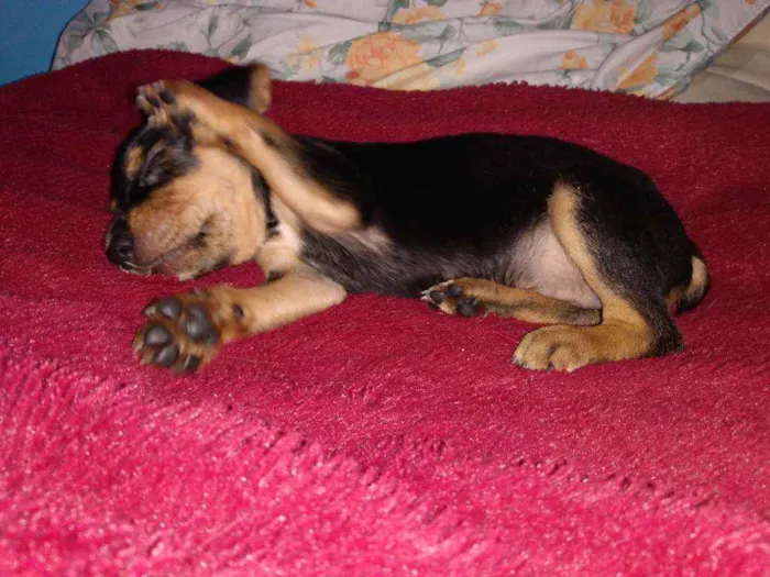 Cachorro ra a Sem raça definida idade 2 a 6 meses nome Ainda sem nome