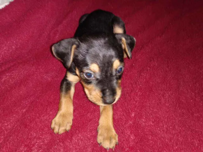 Cachorro ra a Sem raça definida idade 2 a 6 meses nome Ainda sem nome