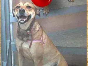 Cachorro raça SRD-ViraLata idade 2 anos nome Lady
