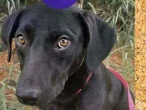Cachorro raça SRD-ViraLata idade 2 anos nome Papi