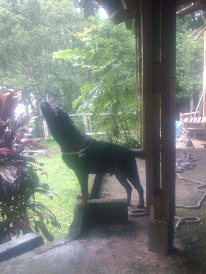 Cachorro ra a rottweiler idade 5 anos nome Latrel