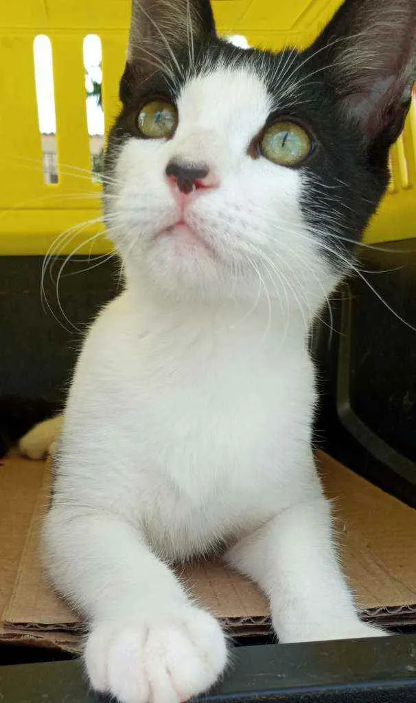 Gato ra a SRD idade 2 a 6 meses nome Berlin