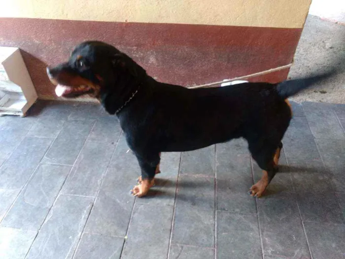 Cachorro ra a rottweiler idade 5 anos nome Latrel