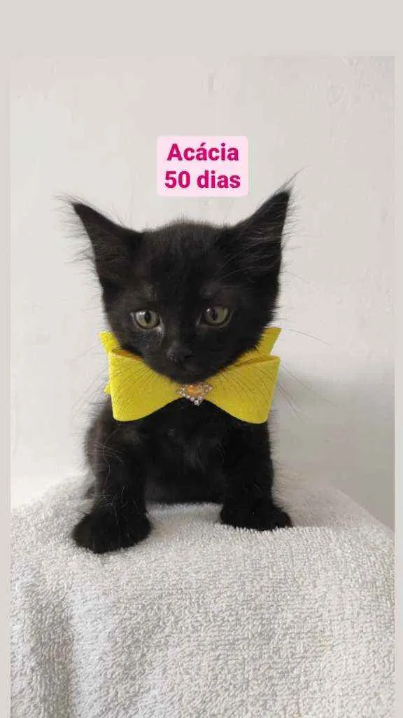 Gato raça Srd idade Abaixo de 2 meses nome Tulipa