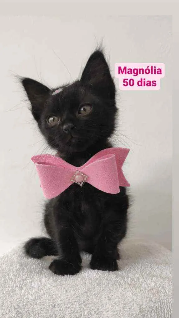 Gato raça Srd idade Abaixo de 2 meses nome Tulipa