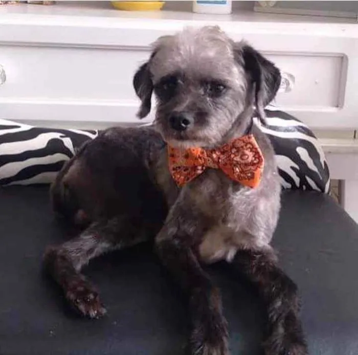 Cachorro raça Mix poodle idade 5 anos nome Theo